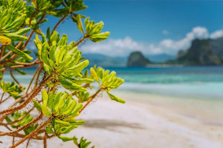 tropical-green-beach-plants-foliage-at-las-cabanas-beach-with-blurred-malpacao-island-in-background.jpg